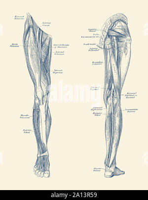 Leg Anatomy Study  Terminology by robertmarzullo on DeviantArt