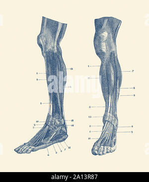 A dual view of the muscles and tendons in a human leg. Stock Photo