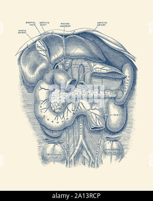 Vintage anatomy print of the kidney, spleen, duodenum, gall bladder and more. Stock Photo