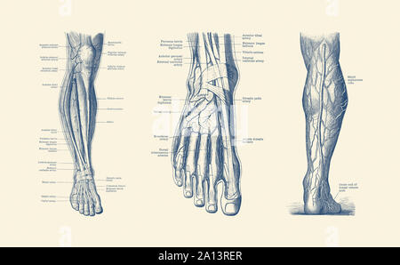 A multi view of the human leg and foot, showcasing the veins, tendons and arteries. Stock Photo