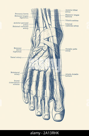 Vintage anatomy print of the human foot, showcasing the veins and arteries. Stock Photo