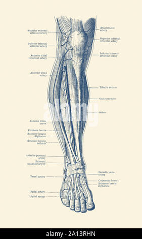 Vintage anatomy print of the human leg, showcasing the veins and arteries. Stock Photo