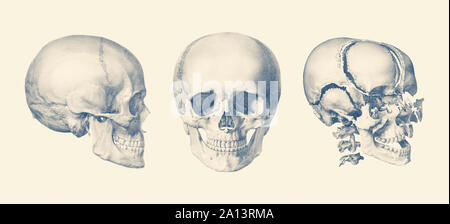 A multi view of the human skull, showing the bone breakdown. Stock Photo