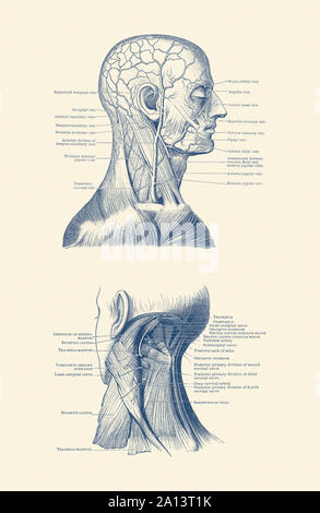 Dual view of the human head and neck, showcasing muscles and veins throughout. Stock Photo