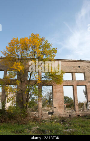 Green living tree on the background of a gloomy destroyed building. Violence of life and destruction Stock Photo