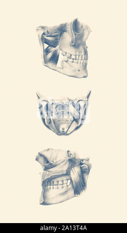 Vintage anatomy print of the human jaw from multiple viewpoints. Stock Photo