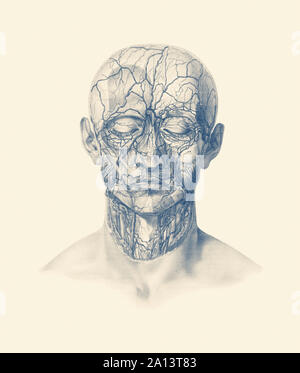 Vintage anatomy print showing veins, arteries, and muscles throughout the human head. Stock Photo