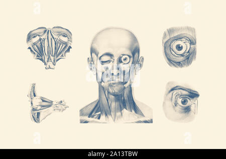 Vintage anatomy print showing multiple viewpoints of the human brain ...