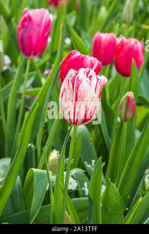Marble-like white tulip surrounded by other tulips Stock Photo