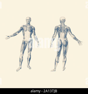 Vintage print of the human muscular system from the front and the rear perspectives. Stock Photo