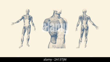 Vintage anatomy print of the human muscular system from multiple viewpoints. Stock Photo