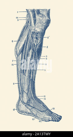 Vintage anatomy print showing the human muscular system of the right leg. Stock Photo