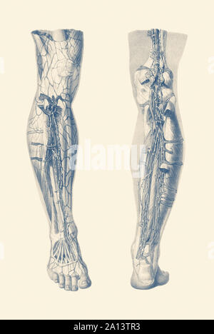 Vintage print showing a dual view of the human muscular system of the right leg. Stock Photo