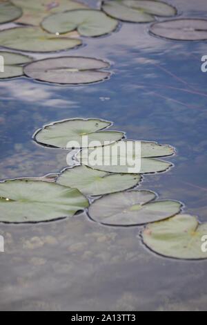 Beautiful Lily pads floating in a pond. Stock Photo