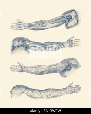 A quad-view diagram of the human arm and hand, showcasing ligaments, muscles and veins. Stock Photo