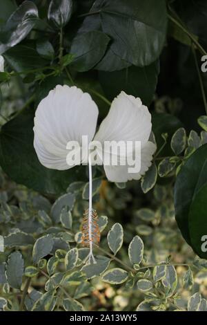 White hibiscus flower in full bloom, rose mallow,  hardy hibiscus, rose of sharon, and tropical hibiscus, malvaceae.