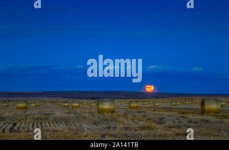 The Harvest Moon above a field of hay bales in southern Alberta, Canada. Stock Photo