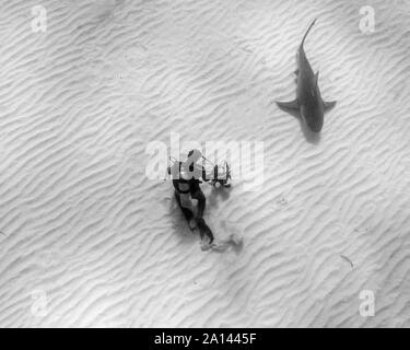 Diver photographing a lemon shark swimming over rippled sand, Tiger Beach, Bahamas. Stock Photo