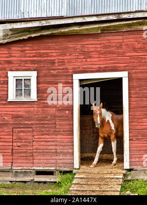 Curious 'Pinto' horse looking out of stall door  'Equus caballus'. Stock Photo
