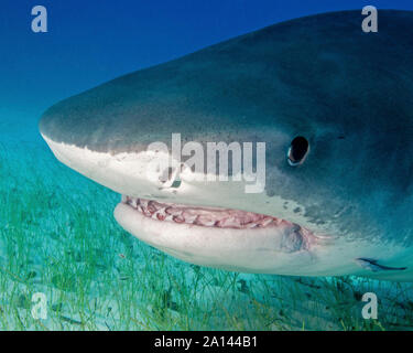 Close-up of the teeth and mouth of a tiger shark, Tiger Beach, Bahamas.