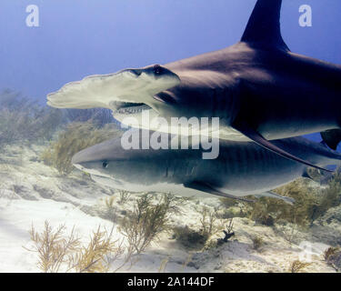 Great hammerhead shark and tiger shark, Tiger Beach, Bahamas. Stock Photo