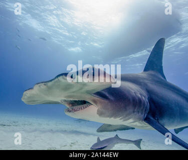 Great hammerhead shark with sunburst, Tiger Beach, Bahamas. Stock Photo