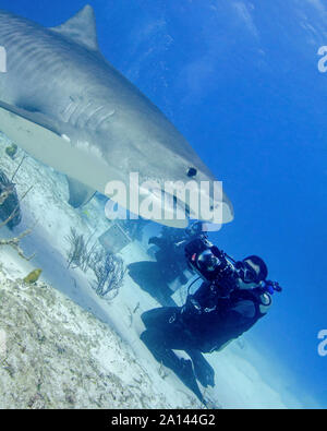 Diver photographing a tiger shark, Tiger Beach, Bahamas.