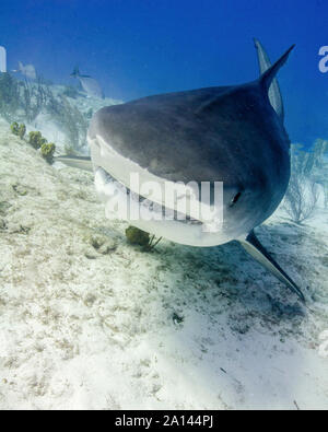 Head on view of a tiger shark, Tiger Beach, Bahamas.