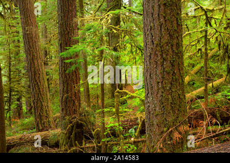 Forest along Brice Creek Trail, Umpqua National Forest, Oregon Stock Photo