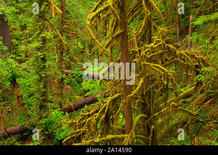 Forest along Brice Creek Trail, Umpqua National Forest, Oregon Stock Photo