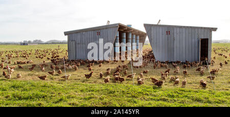 Free Range Chickens  'Gallus domesticus', organic egg production, portable chicken house. Stock Photo