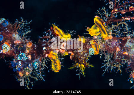 Sea cucumbers, tunicates, hydroids, and other invertebrates cling to a reef. Stock Photo