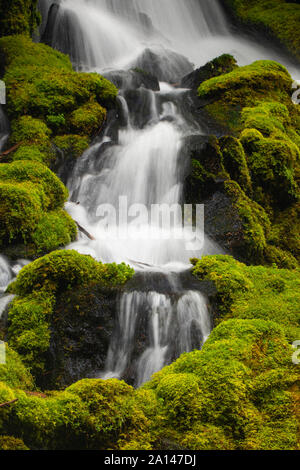 Clearwater Falls, Umpqua National Forest, Rogue-Umpqua National Scenic Byway, Oregon Stock Photo
