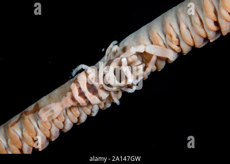 A small sea whip shrimp, Pontonides ankeri, clings to its host coral on a reef. Stock Photo