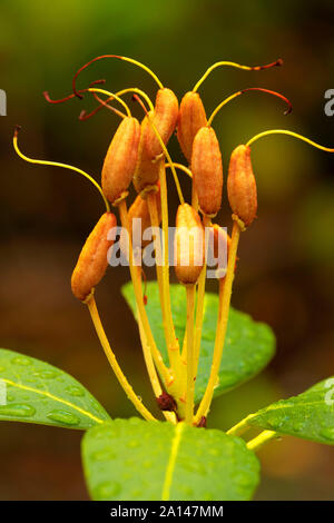 Pacific rhododendron (Rhododendron macrophyllum) seeds along Warm Springs  Falls Trail, Umpqua National Forest, Oregon Stock Photo - Alamy