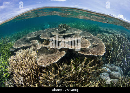 A beautiful coral reef thrives in a remote part of Raja Ampat, Indonesia. Stock Photo