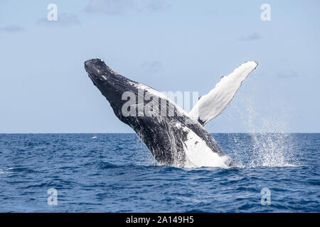 A humpback whale breaches out of the blue waters of the Caribbean Sea. Stock Photo