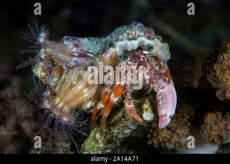 Symbiotic anemones cover the shell of a hermit crab. Stock Photo