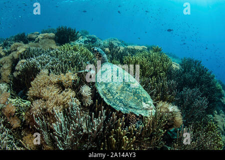 A hawksbill sea turtle lays on a reef in Komodo National Park, Indonesia. Stock Photo