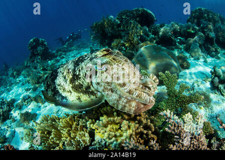 A large broadclub cuttlefish, Sepia latimanus, hovers over a coral reef. Stock Photo