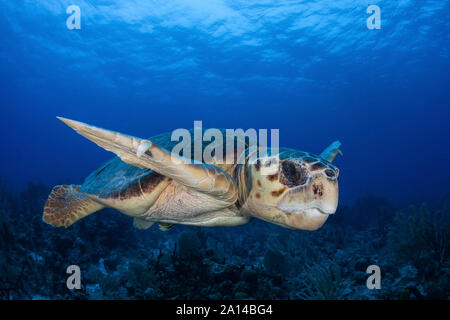 A loggerhead sea turtle swimming in Turneffe Atoll, Belize.