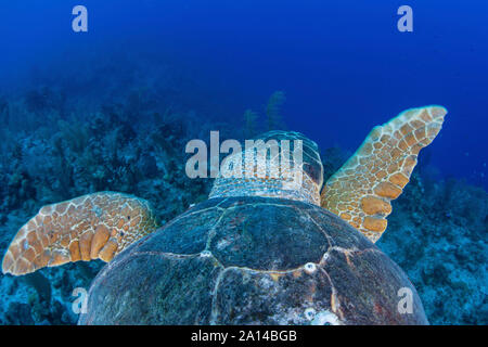 A loggerhead sea turtle swimming in Turneffe Atoll, Belize.