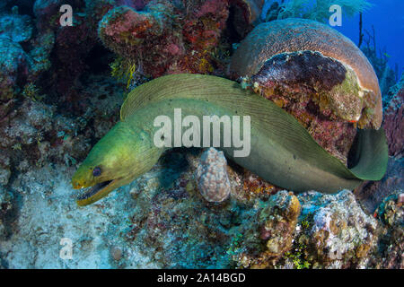 A green moray eel swims over a coral reef on Turneffe Atoll, Belize. Stock Photo
