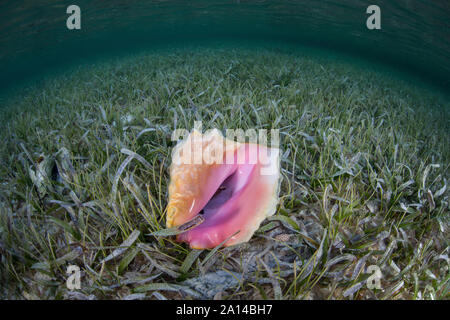 A queen conch lies on a shallow sand seafloor in the Caribbean Sea. Stock Photo