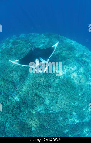 An oceanic manta ray, Manta birostris, swims over a coral reef. Stock Photo