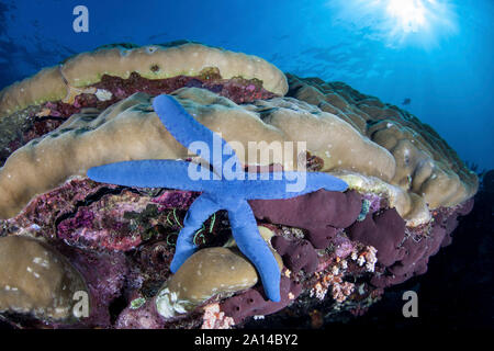 A blue starfish clings to coralline algae on a reef in Sulawesi, Indonesia. Stock Photo