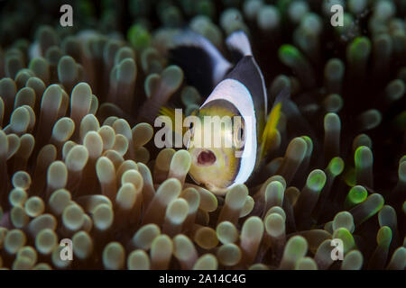 A young Clark's anemonefish swims among the tentacles of its host anemone. Stock Photo