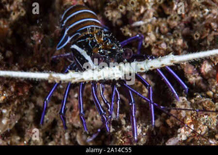 A juvenile painted spiny lobster (Panulirus versicolor). Stock Photo