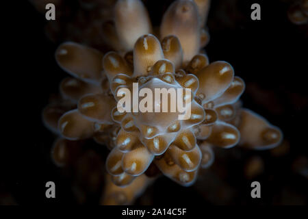 Detail of a staghorn coral colony, Acropora sp. Stock Photo