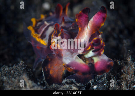 A colorful flamboyant cuttlefish crawls across the sandy seafloor. Stock Photo